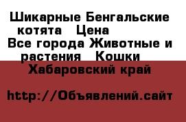 Шикарные Бенгальские котята › Цена ­ 25 000 - Все города Животные и растения » Кошки   . Хабаровский край